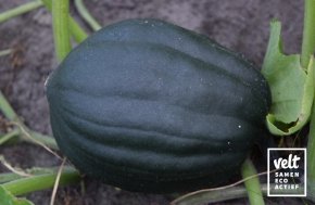 Pompoen - Table Queen (Cucurbita pepo)