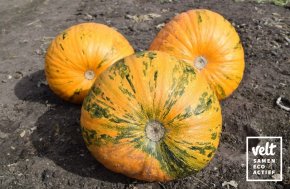 Pompoen - Oliepompoen Retzer Gold (Cucurbita pepo)