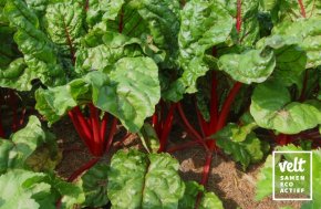 Snijbiet - Warmoes - Rhubarb Chard