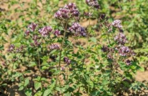 Oregano - Wilde marjolein