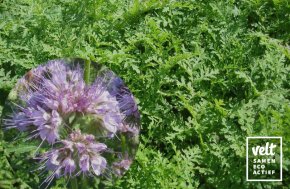 Phacelia - 25g