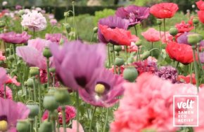 Papaver - mix rood/roze dubbele en enkele