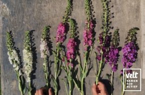 Paarse toorts - mix paars-wit-roze