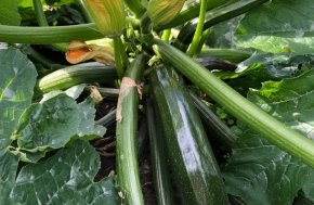 Courgette - Mutabile