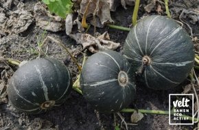 Pompoen - Groene Hokkaido (Cucurbita maxima)