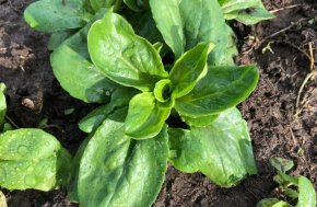 Veldsla - Coquille de Louviers