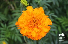 Afrikaantje - lemonade en orangeade