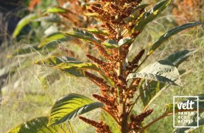 Amarant - Hot Biscuit