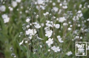 Argentijns vergeet-me-nietje
