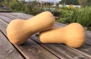 Z1376 Butternut Liscia VR