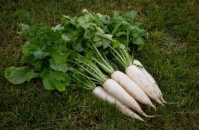 Z1392 Edward - rammenas en daikon_BS