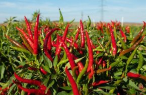 Z1394 Red Gunda - peper_BS