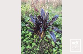 Z1367 Deventer Zwartblad_De Zaderij