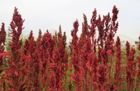 Huauzontle 'Red Aztec' 