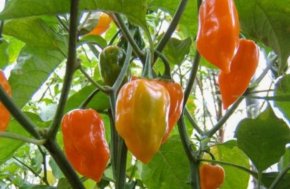 Peper Habanero Orange