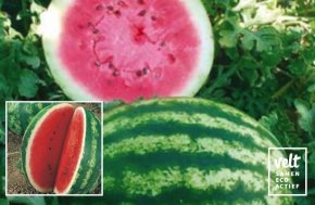 Watermeloen Crimson Sweet