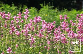 Bonte salie Pink Sundae