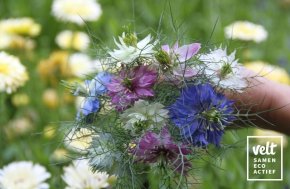 Juffertje in het groen - mix wit, roze en blauw