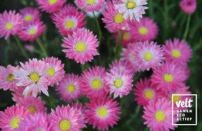 Zonnestrobloem - mix roze, wit