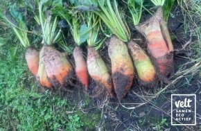 Gele Reuzen van Vauriac