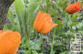 Oranje schijnpapaver