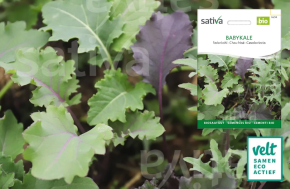 Babykale - Sativa