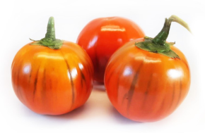 Augergine rood Rosso di Napoli
