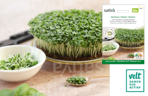 Basilicum kiem Sativa