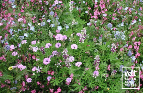 Bloemenmengeling - zaadtapijt - Elfentuin
