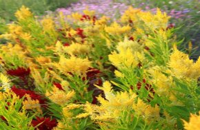 Celosia - Pampas Plume