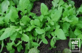 Rucola Ruca Bingenheimer