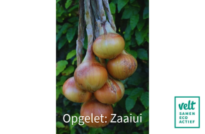 Sturon Zaaiui GA