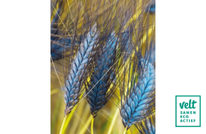 Utregse Blauwe - De Zaderij