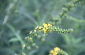 Welriekende agrimonie